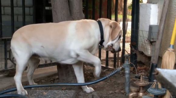 Photo from the movie The Dog Who Saved Easter