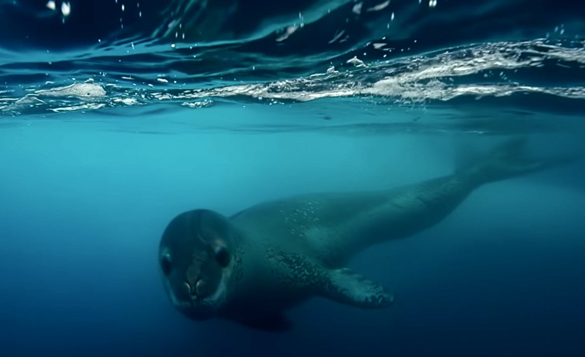 Photo from the movie BBC Earth: Antarctica