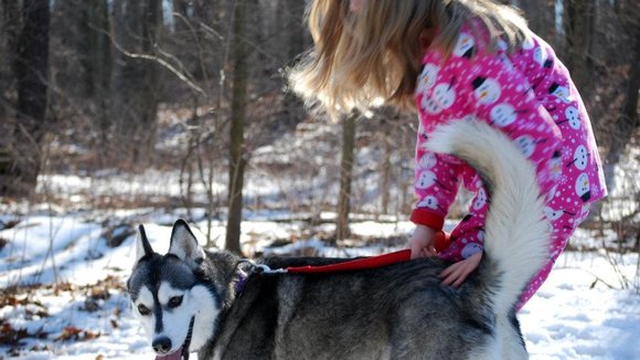 Photo from the movie A Dog for Christmas