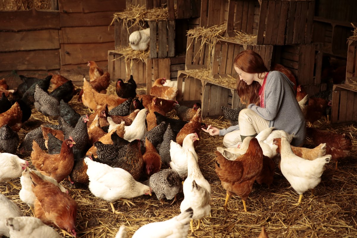 Photo from the movie Funny Birds