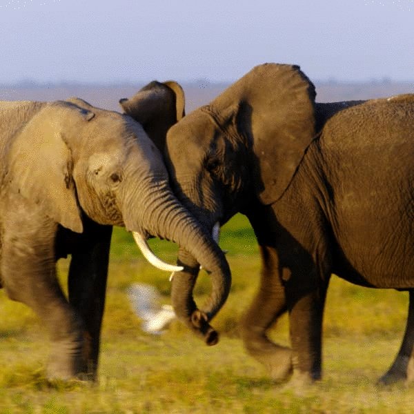 Photo from the movie Years of Living Dangerously