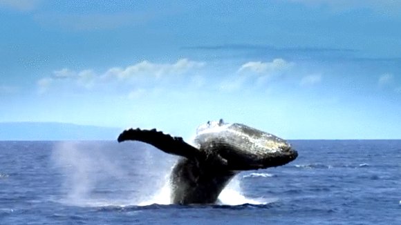 Photo from the movie Humpback Whales
