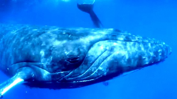 Photo from the movie Humpback Whales