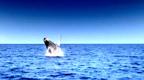 Photo from the movie Humpback Whales