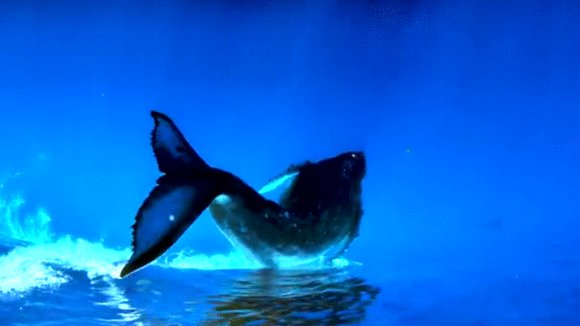 Photo from the movie Humpback Whales