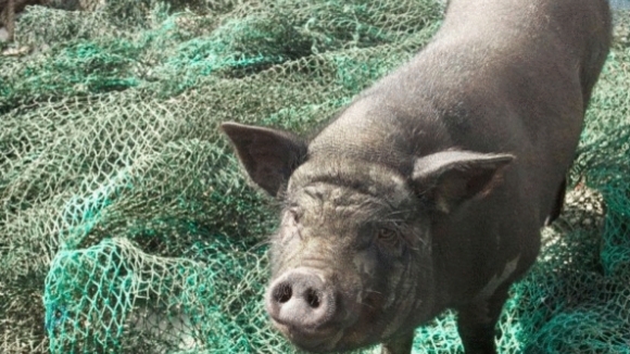 Photo from the movie When Pigs Have Wings