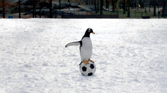 Photo from the movie Mr. Popper's Penguins