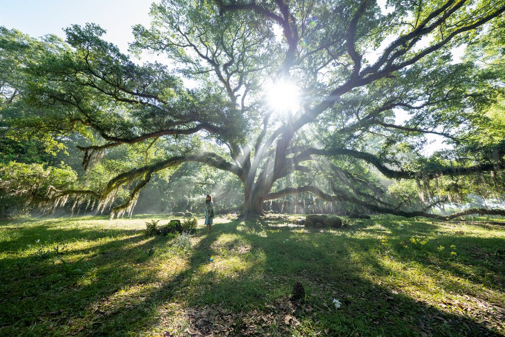 Photo from the movie Where the Crawdads Sing