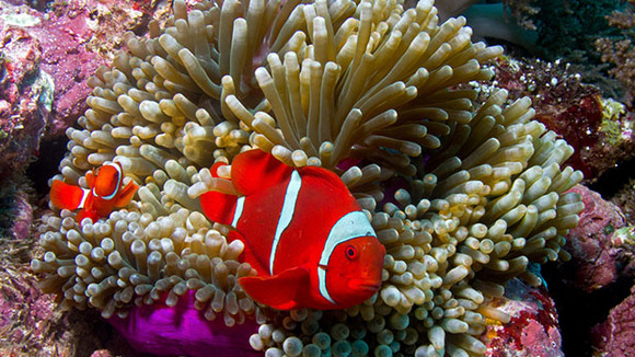 Photo from the movie Journey to the South Pacific