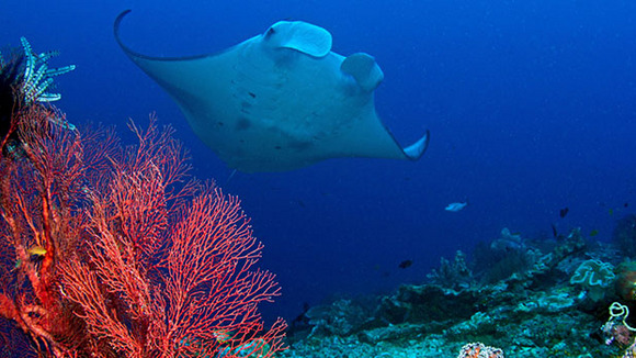 Photo from the movie Journey to the South Pacific