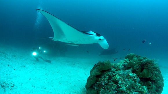 Photo from the movie Journey to the South Pacific