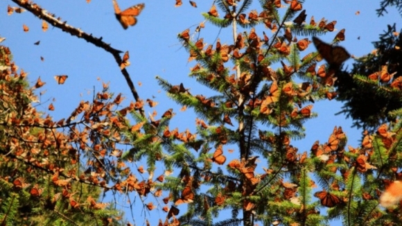 Photo du film L'incroyable voyage des papillons [2012]