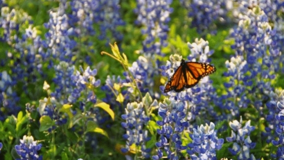 Photo du film L'incroyable voyage des papillons [2012]