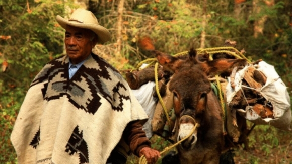 Photo du film L'incroyable voyage des papillons [2012]