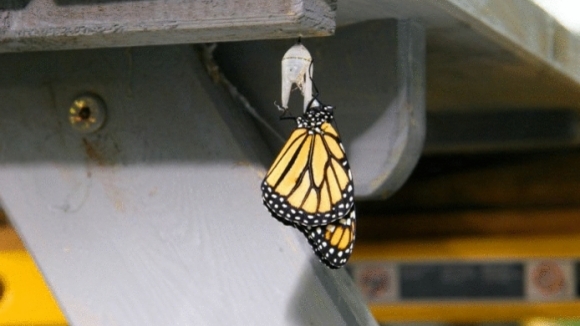 Photo du film L'incroyable voyage des papillons [2012]