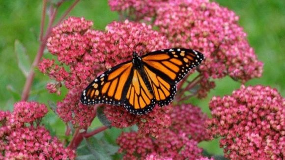 Photo du film L'incroyable voyage des papillons [2012]