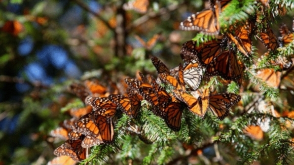 Photo du film L'incroyable voyage des papillons [2012]