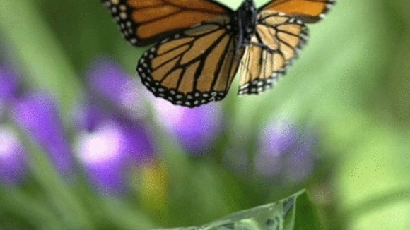 Photo du film L'incroyable voyage des papillons [2012]