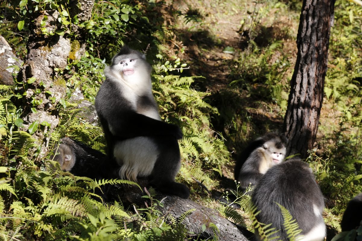 Photo from the movie Back From the Brink: Saved From Extinction