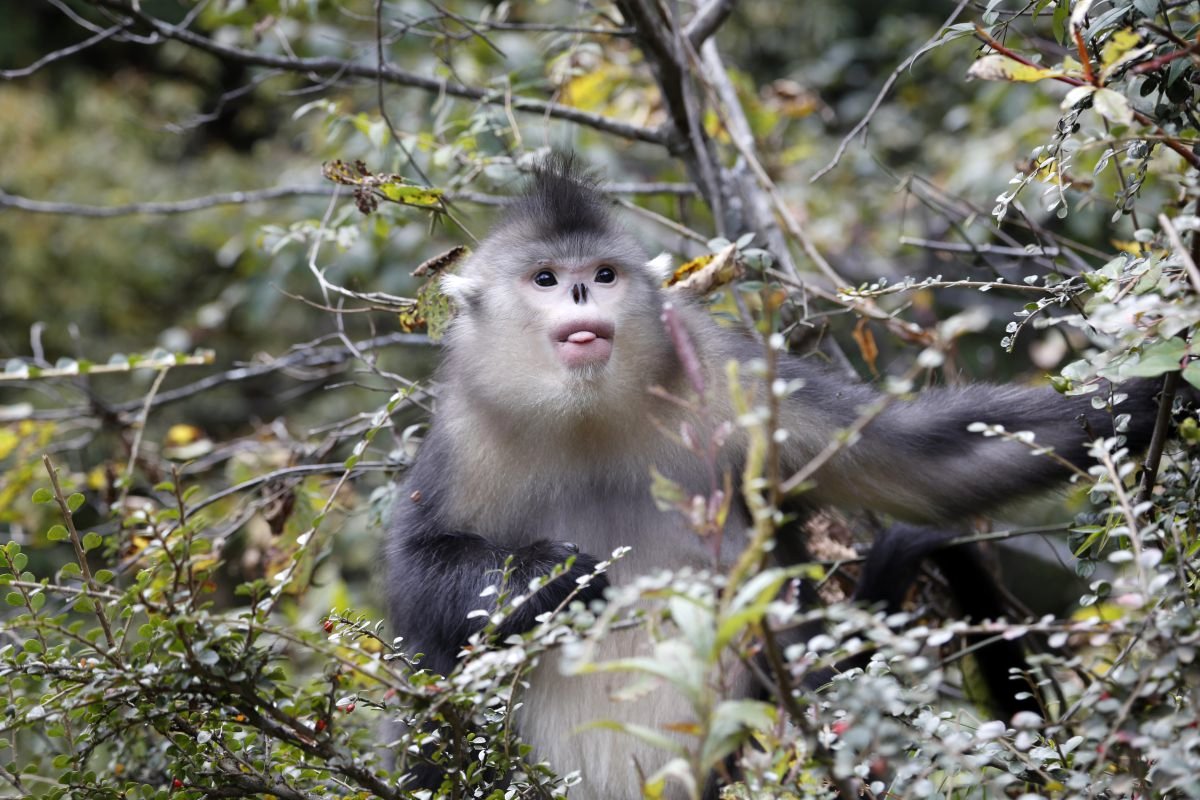 Photo from the movie Back From the Brink: Saved From Extinction