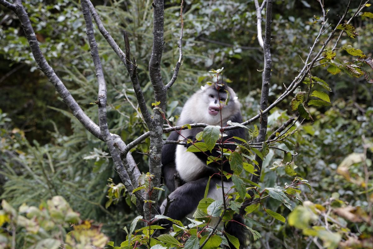 Photo from the movie Back From the Brink: Saved From Extinction