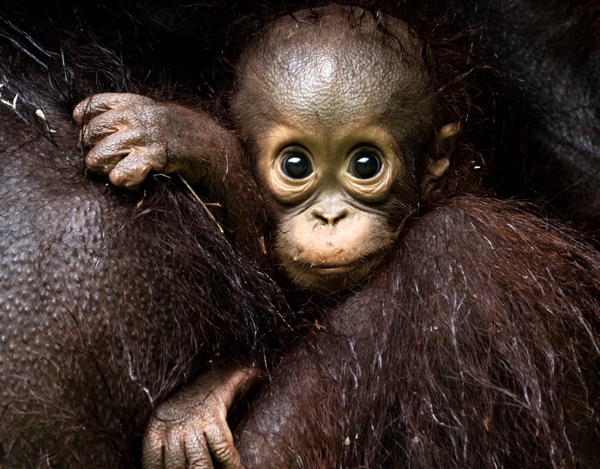 Photo from the movie Eden: Untamed Planet