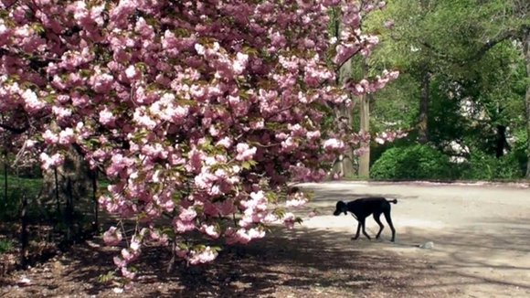 Photo from the movie One Cut, One Life