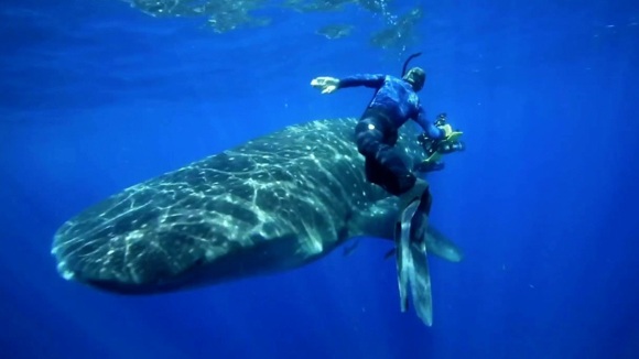 Photo from the movie Racing Extinction