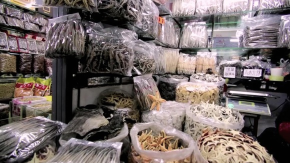 Photo from the movie Racing Extinction