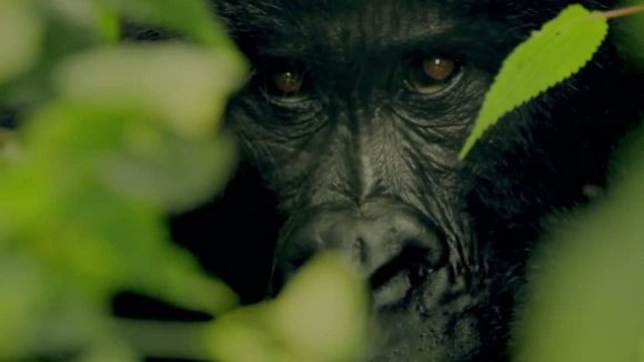 Photo from the movie Virunga