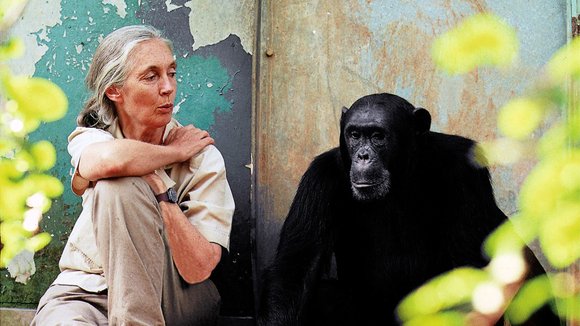 Photo from the movie Jane Goodall's Wild Chimpanzees