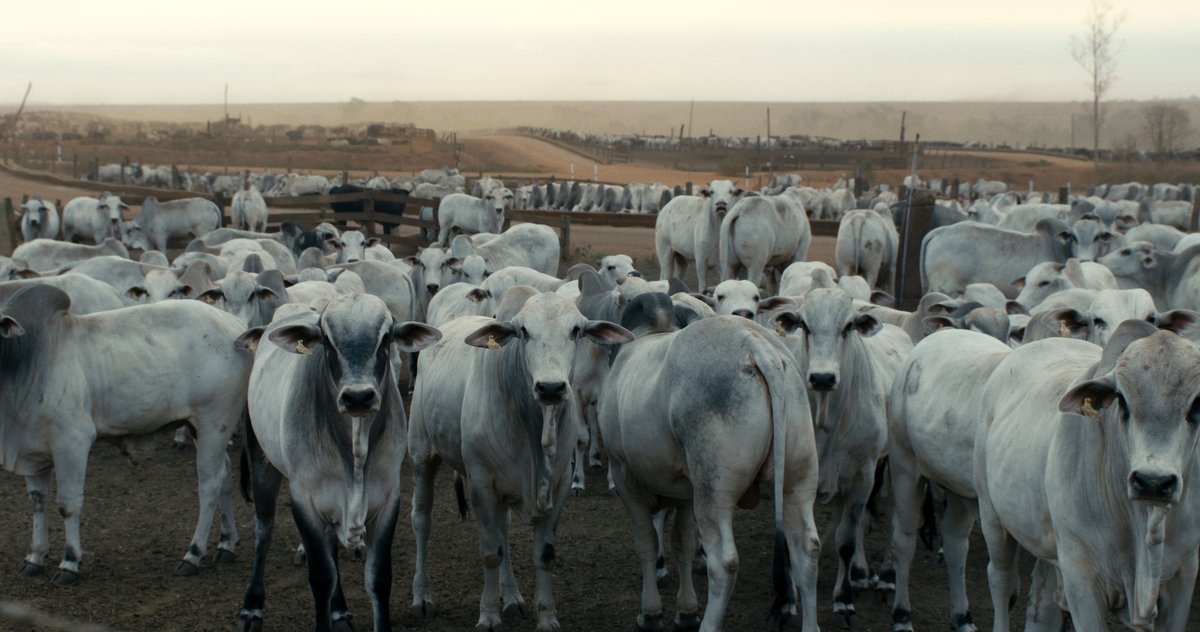 Photo from the movie The Territory