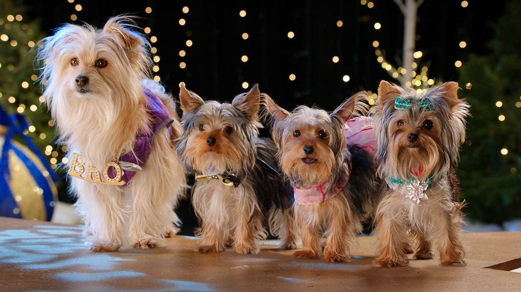Photo from the movie Puppy Star Christmas