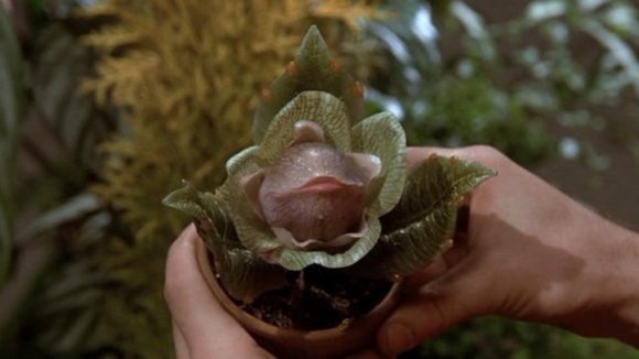 Photo from the movie Little Shop of Horrors