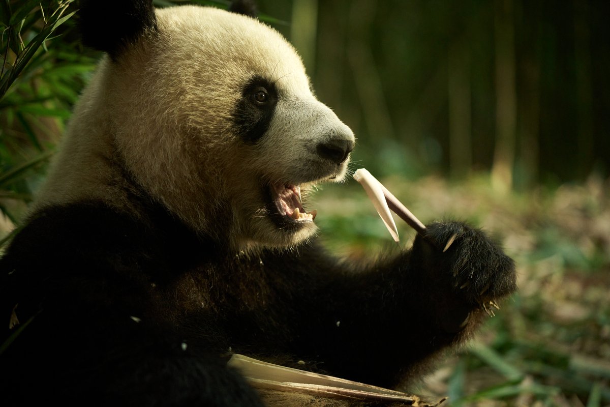 Photo from the movie Moon the Panda