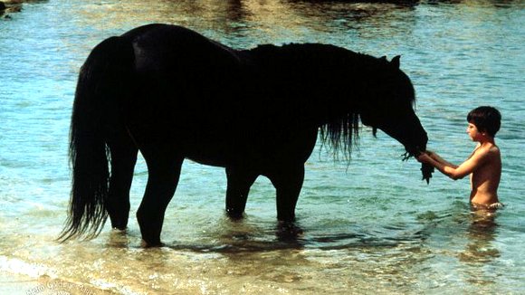 Photo from the movie The Black Stallion