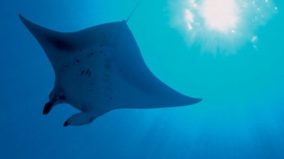 Photo from the movie Deep Blue