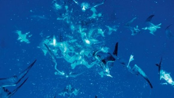 Photo from the movie Deep Blue