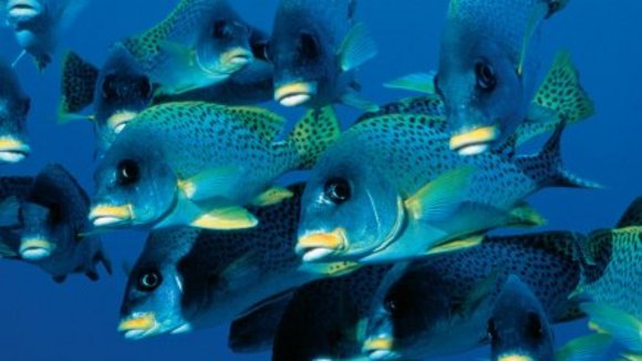 Photo from the movie Deep Blue