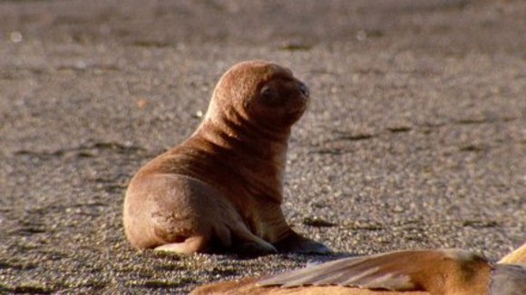 Photo from the movie Deep Blue