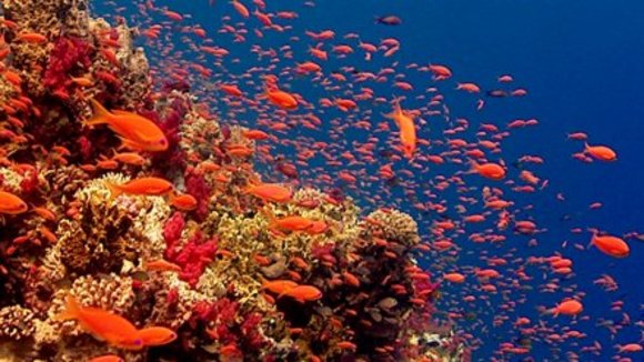 Photo from the movie Deep Blue