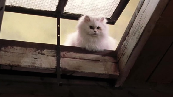 Photo from the movie Miss Minoes