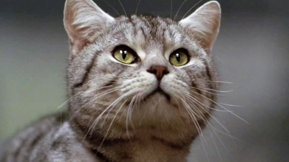 Photo from the movie Miss Minoes