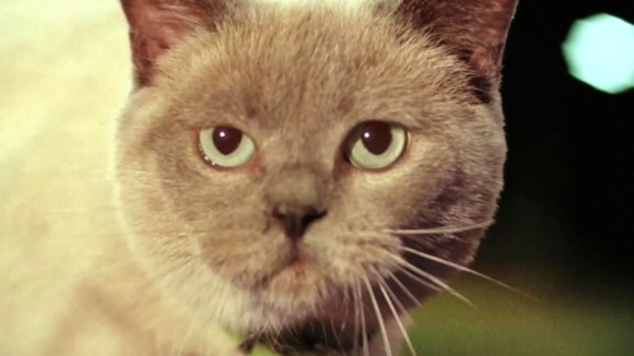 Photo from the movie Miss Minoes