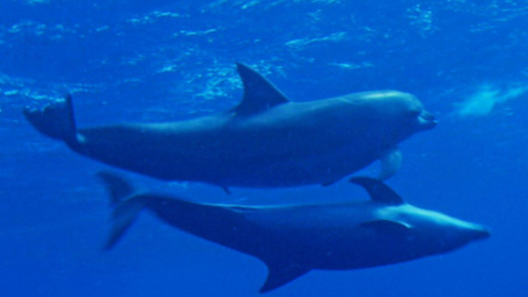 Photo from the movie Animals in Love