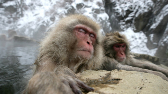 Photo from the movie Animals in Love