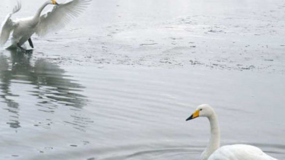 Photo from the movie Animals in Love