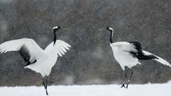 Photo from the movie Animals in Love