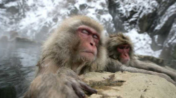 Photo from the movie Animals in Love