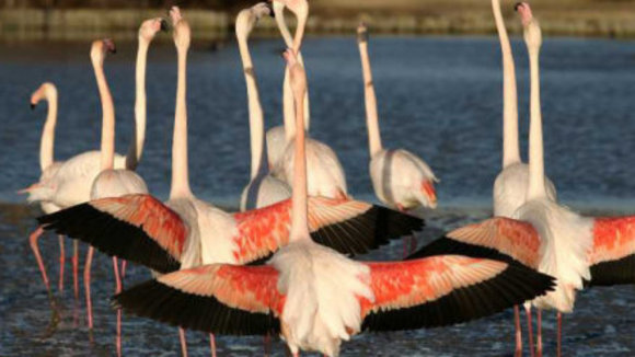 Photo from the movie Animals in Love